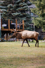 Wild Elk in Banff National Park is a walking street in the town.
