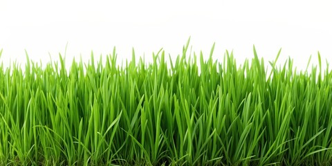 Green grass isolated on background. render, green, grass, isolated,background,render, nature, environment, eco-friendly, fresh