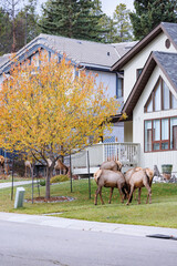 Wild Elk in Banff National Park is a walking street in the town.