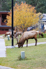 Wild Elk in Banff National Park is a walking street in the town.