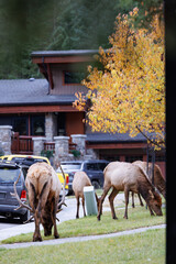 Wild Elk in Banff National Park is a walking street in the town.