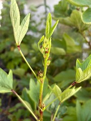 Roselle flower buds
