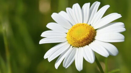 Fototapeta premium Beautiful White Daisy in Natural Green Background