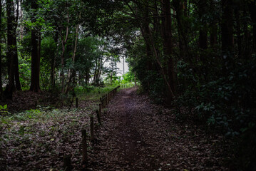 Fototapeta premium 森の道で