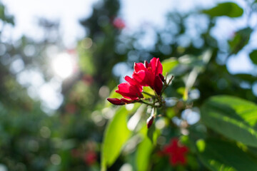 red and white flowers
