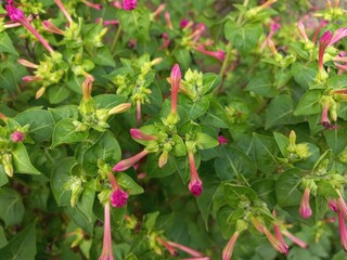 Mirabilis jalapa, marvel of peru, or four o'clock flower are usually used as ornamental plants and can be used as herbal medicine