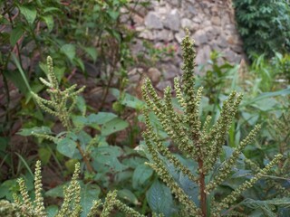 Spinach flower are usually used as cooking ingredients and can be used as herbal medicine