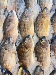 Display of fresh fish for sale at local market