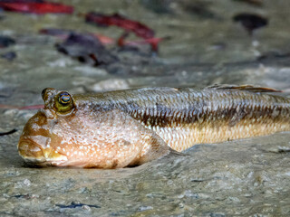 Giant Mudskipper (Periophthalmodon schlosseri) in Australia 