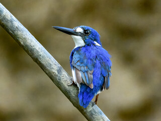Little Kingfisher - Ceyx pusillus in Australia