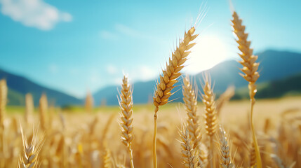 Fototapeta premium A front view of a vast, golden field of wheat swaying in the wind, with mountains in the distance