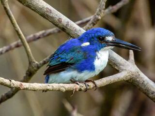 Little Kingfisher - Ceyx pusillus in Australia