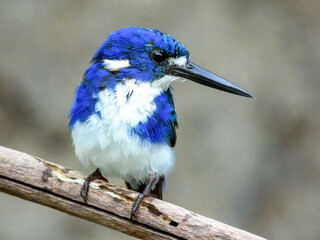 Little Kingfisher - Ceyx pusillus in Australia
