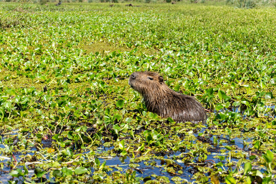 Capibara