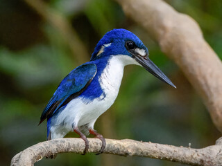 Little Kingfisher - Ceyx pusillus in Australia