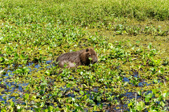 Capibara en los esteros del ibera