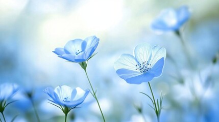 Delicate blue spring flowers in sharp focus, with a beautifully soft, blurry background adding depth and serenity.