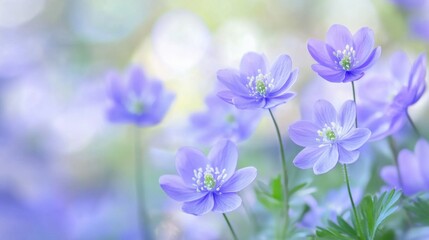 Delicate blue spring flowers in sharp focus, with a beautifully soft, blurry background adding depth and serenity.