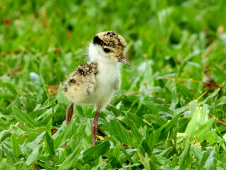 Masked Lapwing - Vanellus miles in Australia