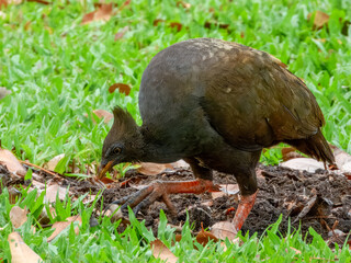 Orange-footed Megapode - Megapodius reinwardt in Australia