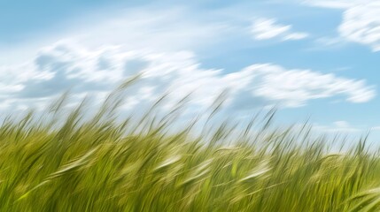 Fototapeta premium Wind-Bent Grass in Open Field
