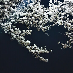 a cherry blossom tree on a dark night street