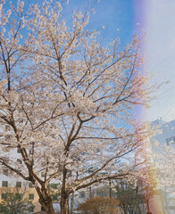 a cherry blossom tree with a rainbow