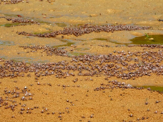 Soldier Crabs - Mictyris longicarpus in Australia