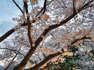 A cherry blossoms that are shown in the lighting