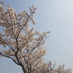 a picture of a cherry blossom tree in a cloudy sky
