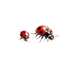 Obraz premium 3D cartoon, two ladybugs flying towards each other on a white background