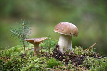 Boletus edulis mushrooms growing in a lush forest environment