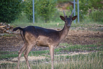 Resting deer in a grassy field with majestic antlers, calm nature scene