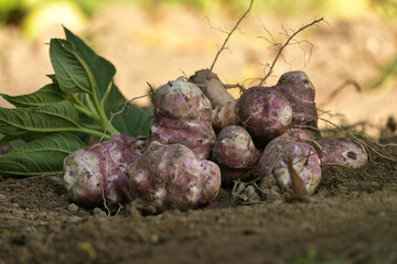Freshly harvested Jerusalem artichokes with purple skins rest on soil, highlighting natural texture