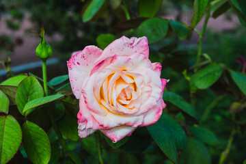 前橋バラ園　秋のバラ