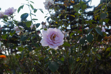 前橋バラ園　秋のバラ