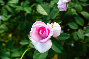 前橋バラ園　秋の薔薇の花