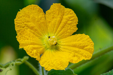 wax gourd flower