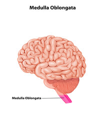 Medulla Oblongata Medical human Brain anatomy illustration