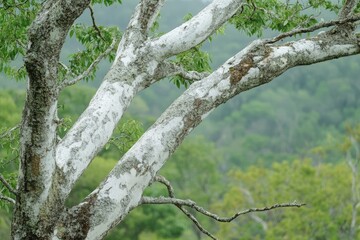 Fototapeta premium A tree with smooth, white bark that contrasts starkly with the surrounding forest