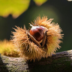가을, 밤송이, 밤, 군밤