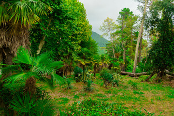 Picturesque park with palm trees and cypresses