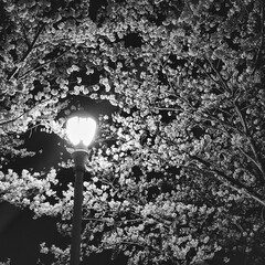 a black-and-white photograph of a cherry blossom tree reflected in a streetlight