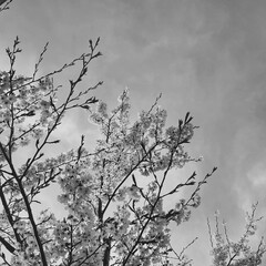 a black-and-white photograph of a cherry blossom tree