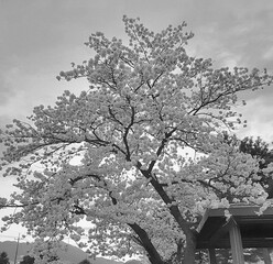 a black-and-white photograph of a cherry blossom tree