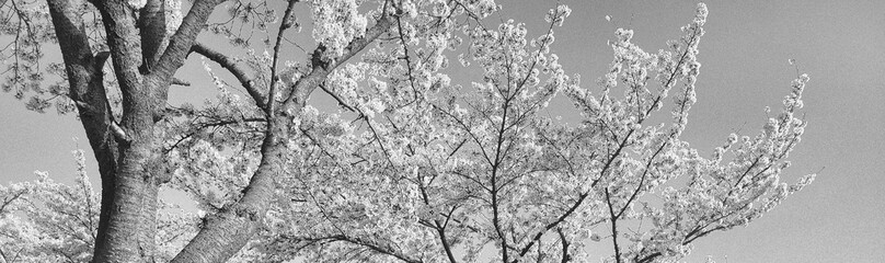 a black-and-white photograph of a cherry blossom tree