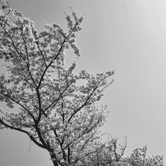 a black-and-white photograph of a cherry blossom tree