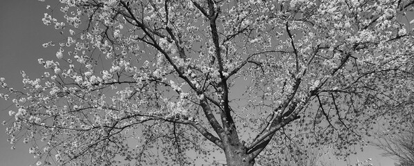 a black-and-white photograph of a cherry blossom tree