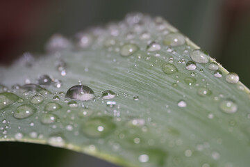raindrops on agave leaf