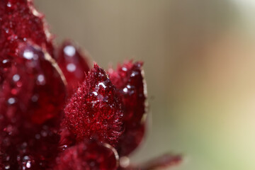 close up of red kangaroo paw flower and raindrops